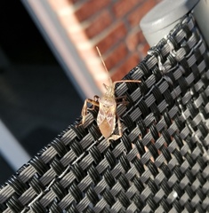 Leptoglossus occidentalis