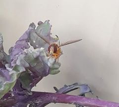 Episyrphus viridaureus
