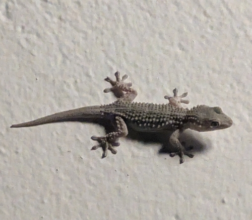 Moorish Gecko