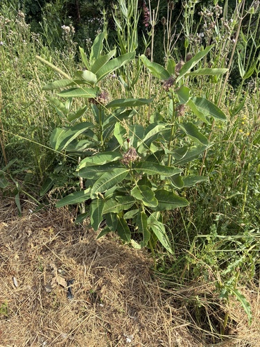 common milkweed