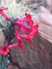 Penstemon utahensis