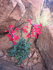 Penstemon utahensis