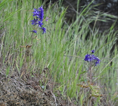 Delphinium menziesii