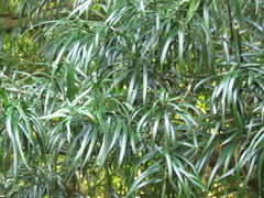 Podocarpus henkelii
