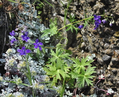 Delphinium menziesii