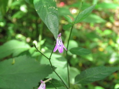 Rhinacanthus gracilis gracilis