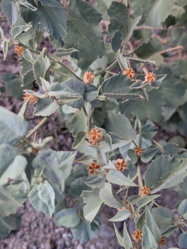 Yellow Indian Mallow