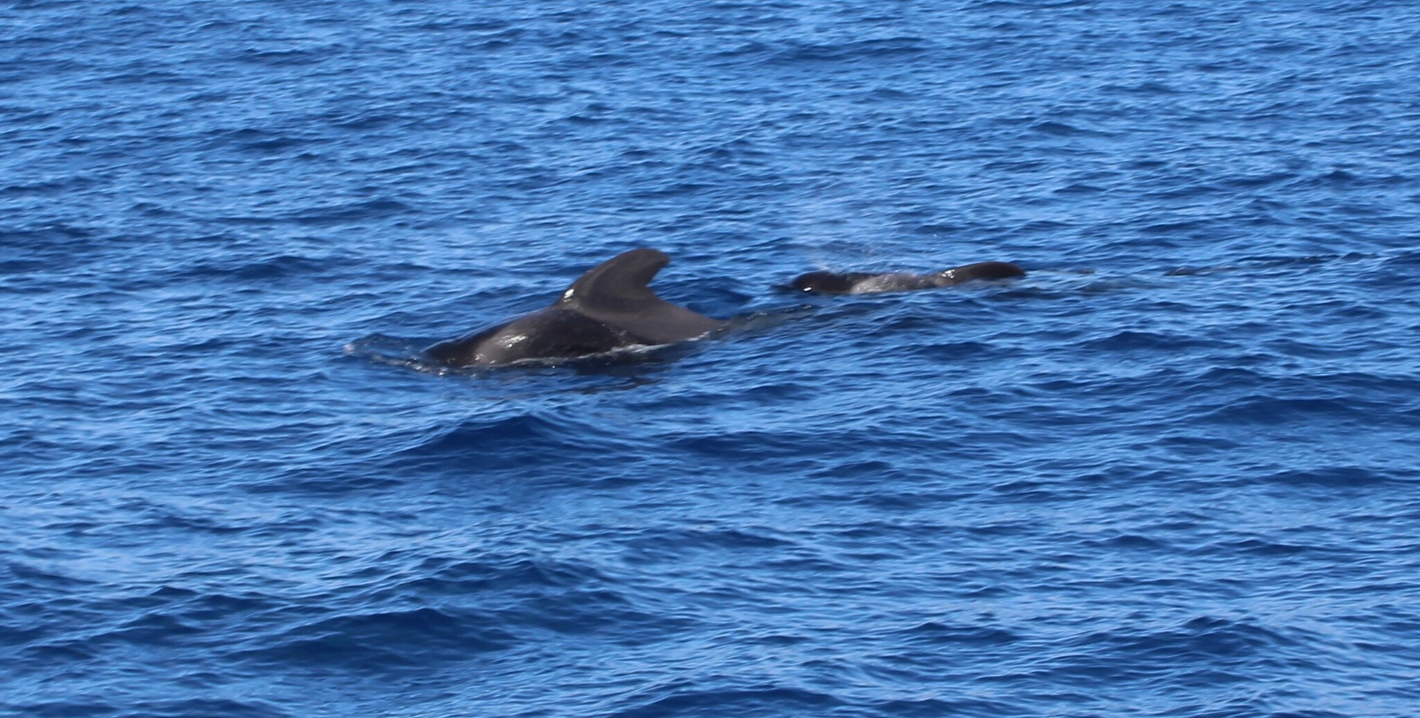 Globicephala macrorhynchus