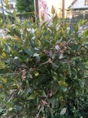 Abelia × grandiflora