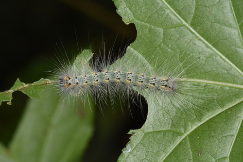 Fall Webworm Moth