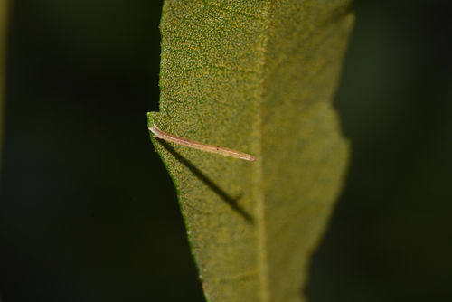 Wax Myrtle Wave