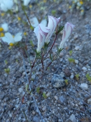 Linanthus dichotomus