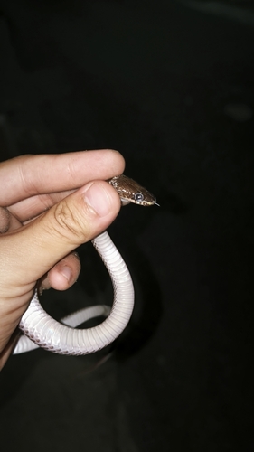 Common Wolf Snake