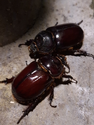 Oryctes nasicornis corniculatus