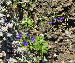 Delphinium menziesii