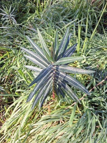 caper spurge