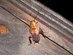 Temnopteryx phalerata