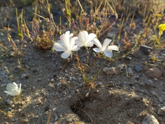 Linanthus dichotomus