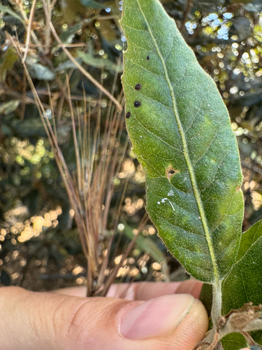 Trabutia quercina