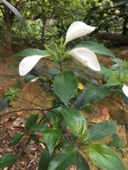 Mussaenda pubescens