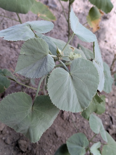 Yellow Indian Mallow