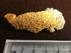 Protomerulius subreflexus