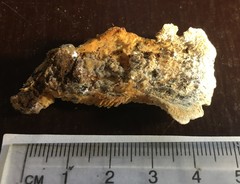 Protomerulius subreflexus