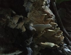 Protomerulius subreflexus