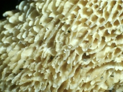 Protomerulius subreflexus