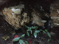 Protomerulius subreflexus