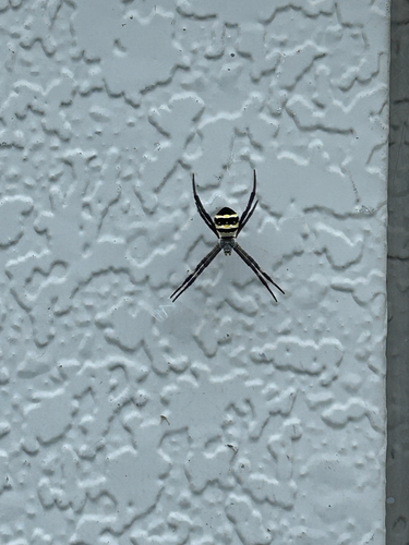 Kogane Spider