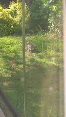 Sciurus carolinensis