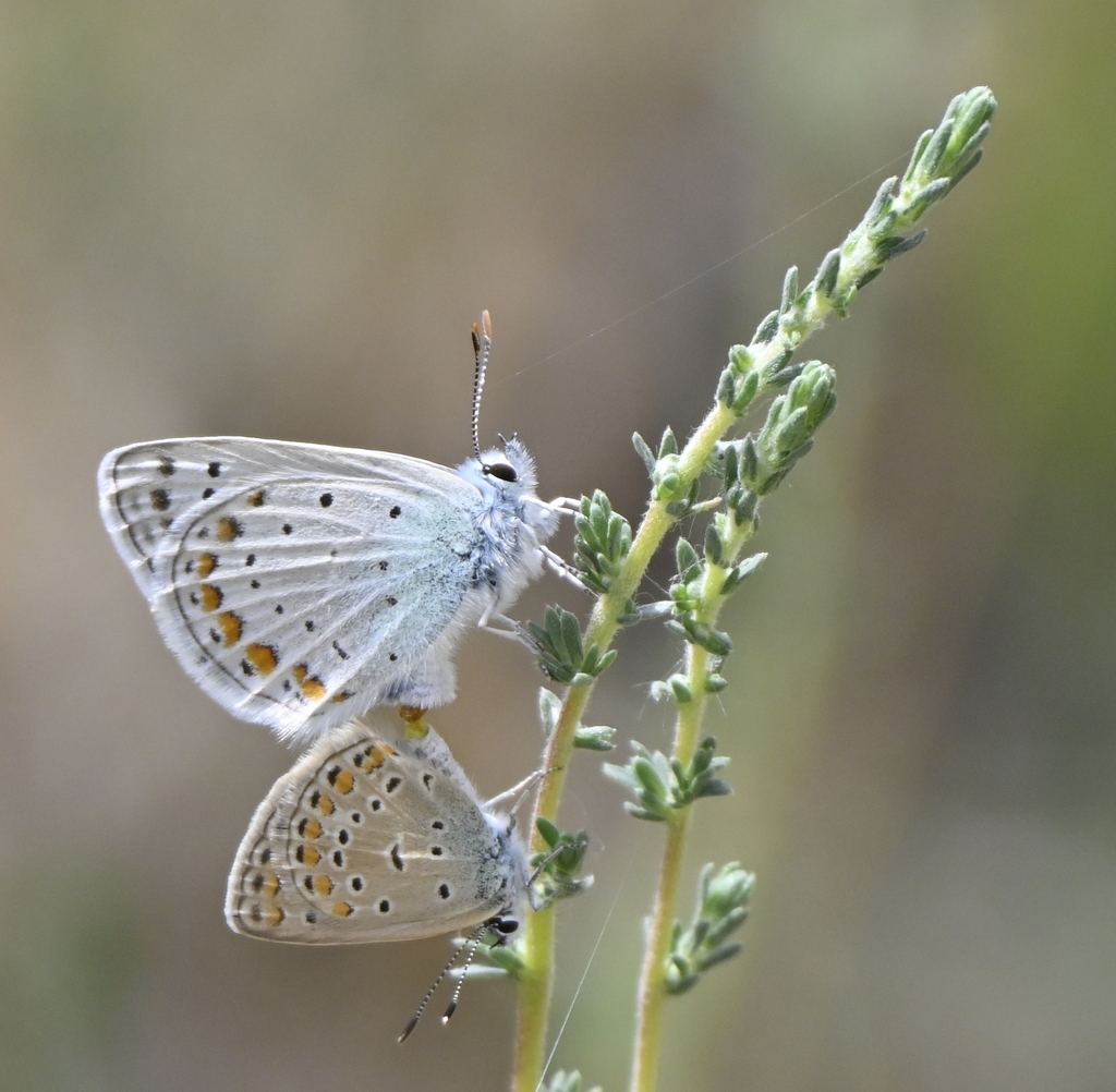 Polyommatus icadius