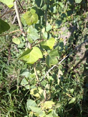 common ivy