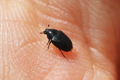 Orphilus subnitidus