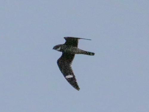Antillean Nighthawk (Chordeiles gundlachii), photo 2