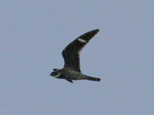 Antillean Nighthawk (Chordeiles gundlachii), photo 3