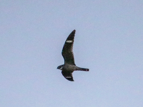 Antillean Nighthawk (Chordeiles gundlachii), photo 6