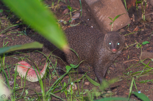 Indian Brown Mongoose