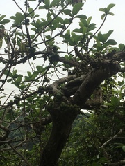 Ficus fistulosa