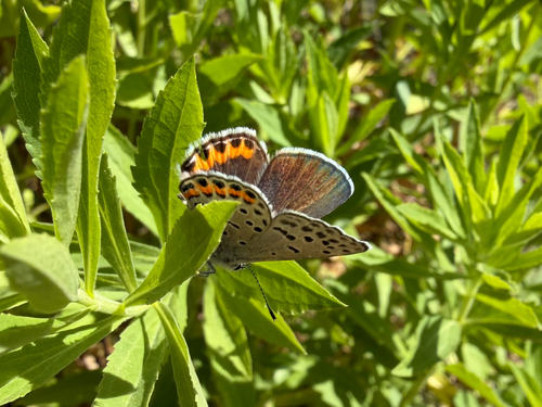 iNaturalist observation photo of Acmon Blue