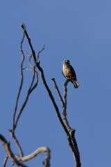 Microhierax caerulescens