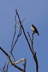 Microhierax caerulescens