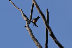 Microhierax caerulescens