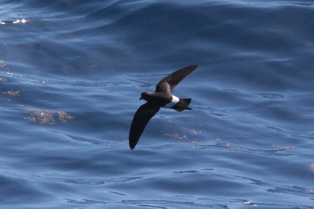Wilson's storm-petrel in flight over the sea, with a white rump patch