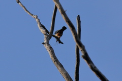 Microhierax caerulescens