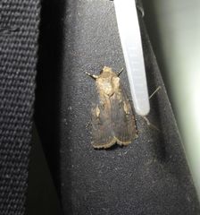 Agrotis interjectionis