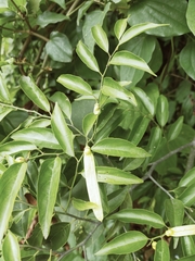 Ventilago leiocarpa