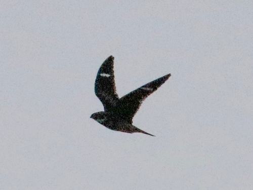Antillean Nighthawk (Chordeiles gundlachii), photo 7