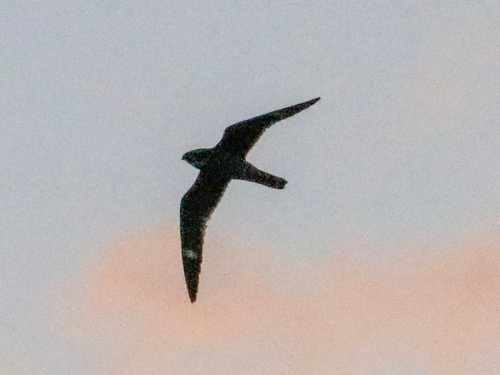 Antillean Nighthawk (Chordeiles gundlachii), photo 8